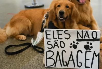 Cães são resgatados de dentro de bagageiro de ônibus em Goiás