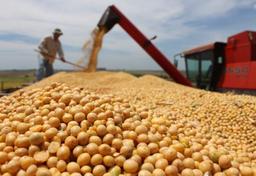 Imagem da notícia Safra de soja do verão deste ano decepciona agronegócio | Semadesc